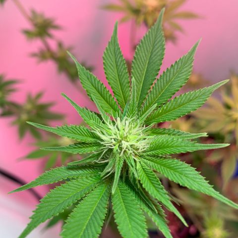 Green Mamba growlog timeline photo