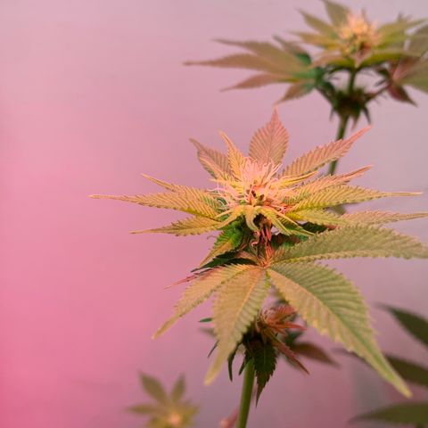 Green Mamba growlog timeline photo