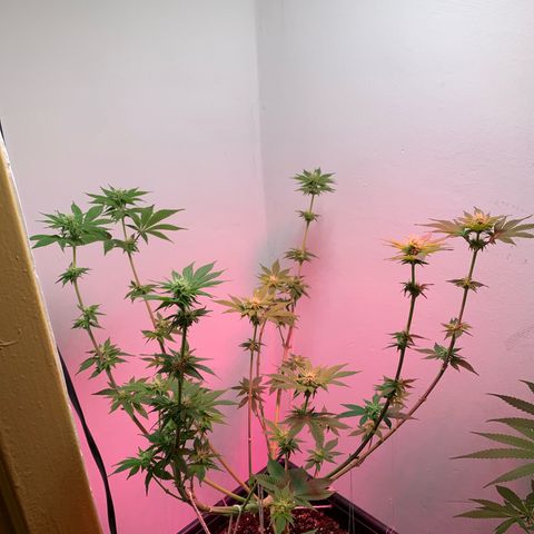 Green Mamba growlog timeline photo