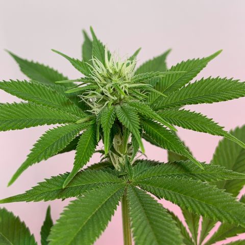 Green Mamba growlog timeline photo