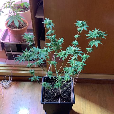 Green Mamba growlog timeline photo