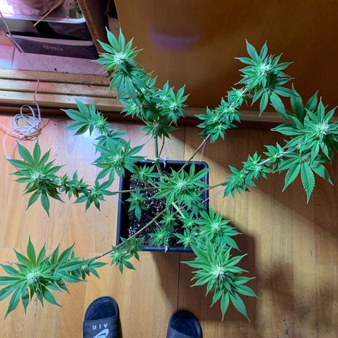 Green Mamba growlog timeline photo