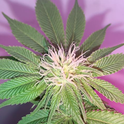 Green Mamba growlog timeline photo