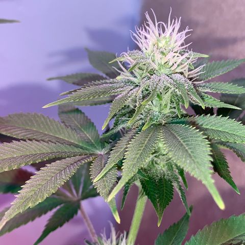 Green Mamba growlog timeline photo