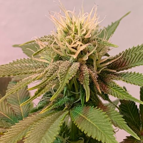 Green Mamba growlog timeline photo