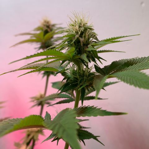 Green Mamba growlog timeline photo