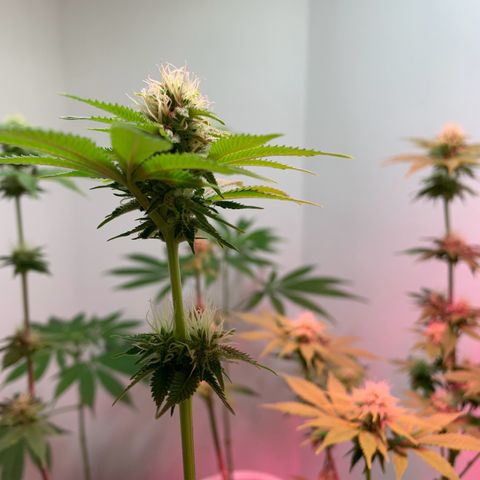 Green Mamba growlog timeline photo