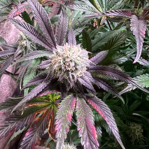 Platinum Jelly growlog timeline photo
