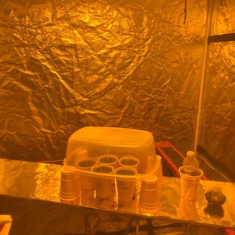 Dwarf Low Flyer growlog photo: Covering experiment 