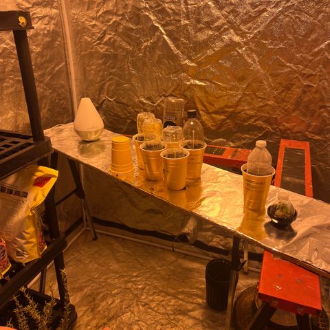 Platinum Jelly growlog photo: Added tops to each cup. And second humidifier 