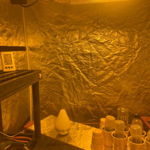 Platinum Jelly growlog photo: Lowered lights to 600w yesterday. Temp was a little too high. Seems to be holding good around 20°C and humidity is staying around 40% with misters going. Need to get bigger humidifier sooner than later as these little misters only hold 250ml of water and run dry much too fast. 