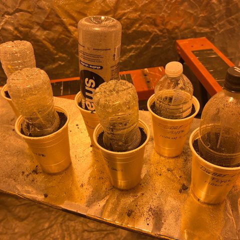 Dwarf Low Flyer growlog timeline photo