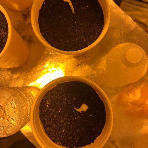 Dwarf Low Flyer growlog timeline photo