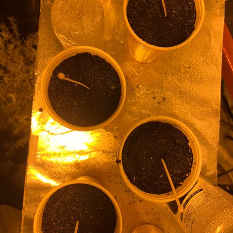 Platinum Jelly growlog timeline photo