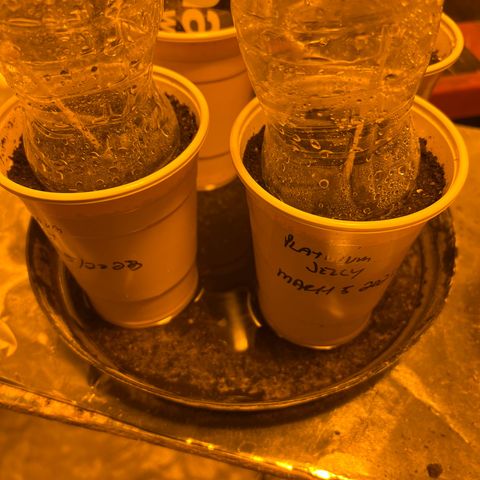 Platinum Jelly growlog photo: Hopefully it’s wet enough