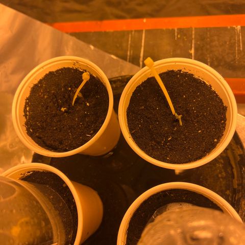 Platinum Jelly growlog photo: Other 2 will break soil today!!!! 
