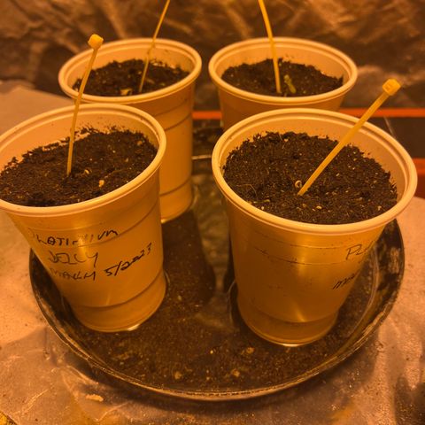 Platinum Jelly growlog photo: PLANTS!!!!!!
