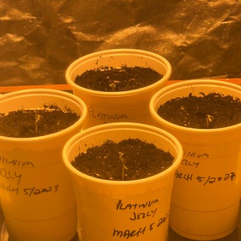 Platinum Jelly growlog photo: 😁😁😁😁😁😁😁