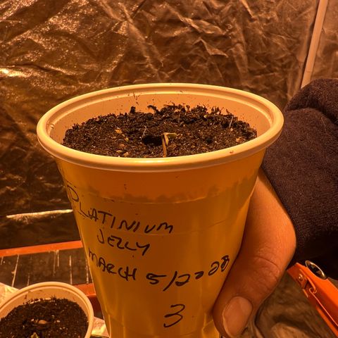 Platinum Jelly growlog photo: Wow!!! About 2CM of growth today! 