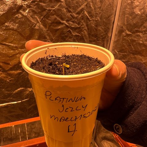 Platinum Jelly growlog photo: Wow!!! About 2CM of growth today! 