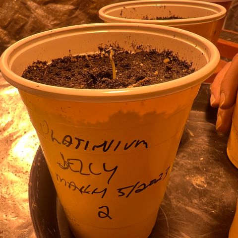 Platinum Jelly growlog photo: Wow!!! About 2CM of growth today! 