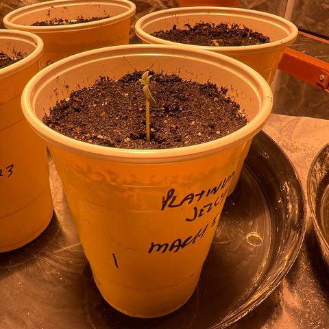 Platinum Jelly growlog photo: Wow!!! About 2CM of growth today! 