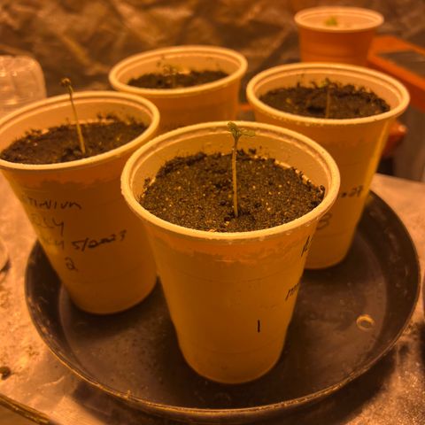 Platinum Jelly growlog photo: Wooo getting taller 