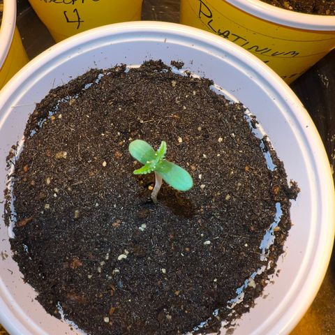 Platinum Jelly growlog photo: 😁😁😁😁