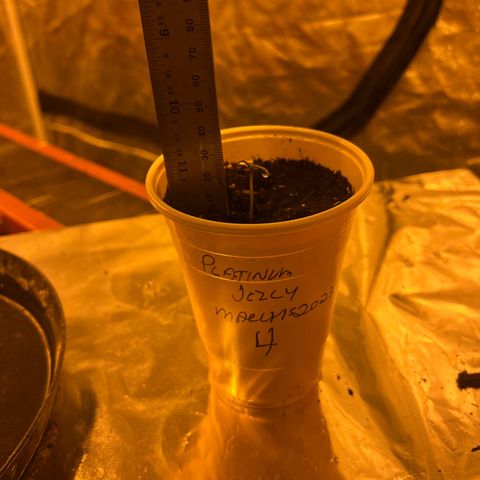 Platinum Jelly growlog photo: 😁😁😁😁