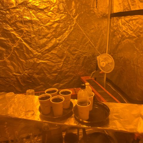 Platinum Jelly growlog photo: Fan on and blowing softly 
