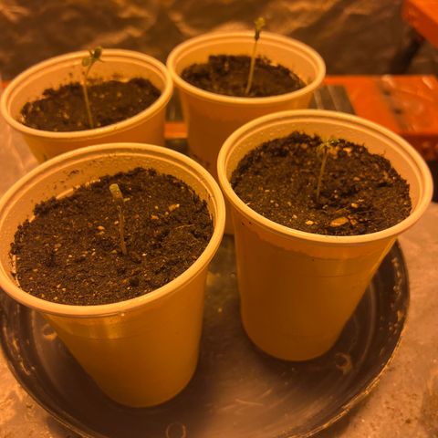 Platinum Jelly growlog photo: 5:38pm