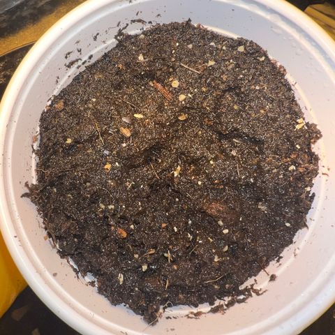Dwarf Low Flyer growlog photo: #1 5:43 PM