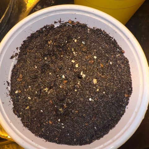 Dwarf Low Flyer growlog photo: #2 5:43PM