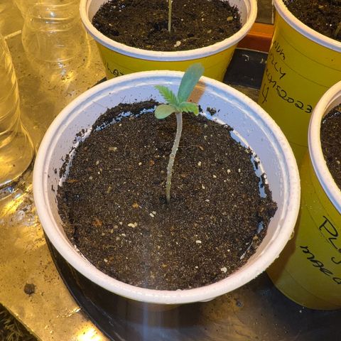 Platinum Jelly growlog photo: Wow amazing growth overnight 