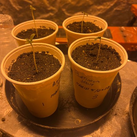 Platinum Jelly growlog photo: Wow amazing growth overnight 