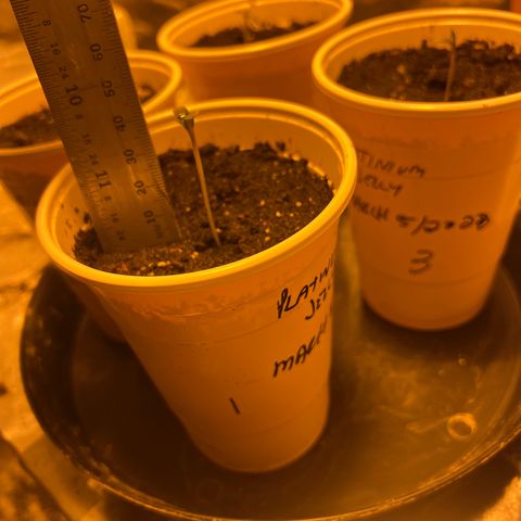 Platinum Jelly growlog photo: 1:06PM