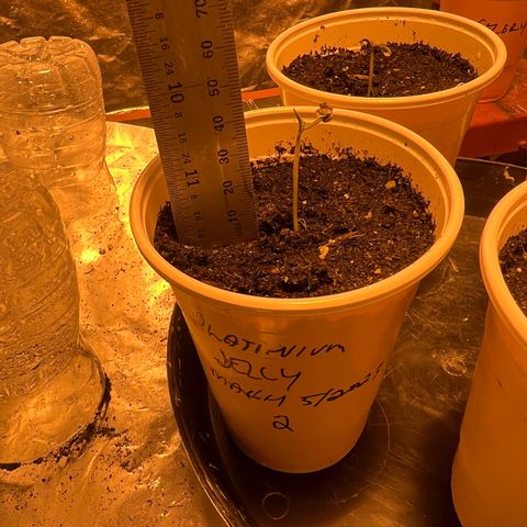 Platinum Jelly growlog photo: 1:06PM