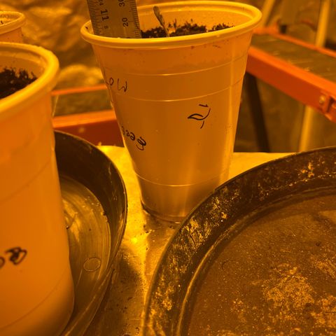 Dwarf Low Flyer growlog photo: 1:06PM