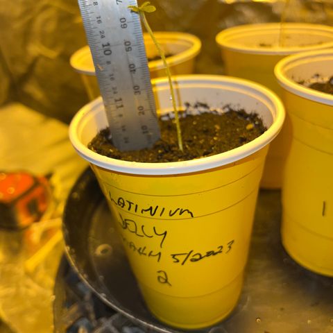 Platinum Jelly growlog photo: 9:15PM