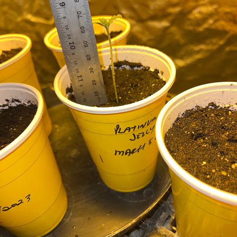 Platinum Jelly growlog photo: 9:15PM