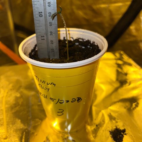 Platinum Jelly growlog photo: 9:15PM