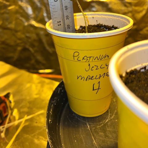 Platinum Jelly growlog photo: 9:15PM