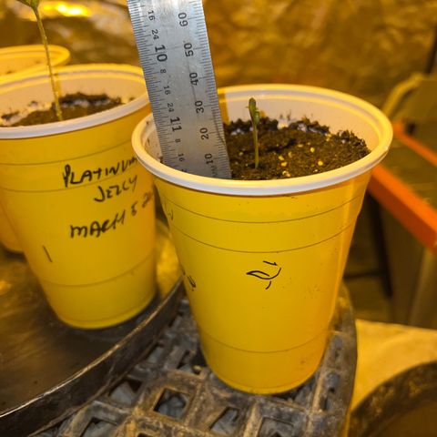 Dwarf Low Flyer growlog photo: 9:15PM