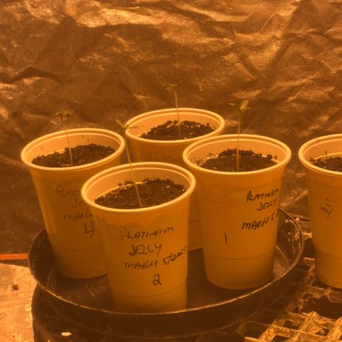 Platinum Jelly growlog photo: So cute