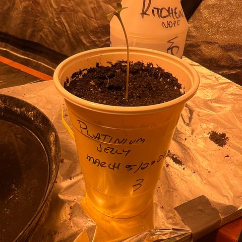 Platinum Jelly growlog photo: 10:45AM