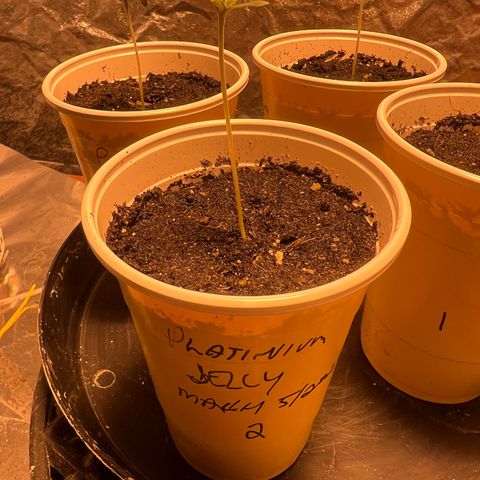 Platinum Jelly growlog photo: 10:45AM
