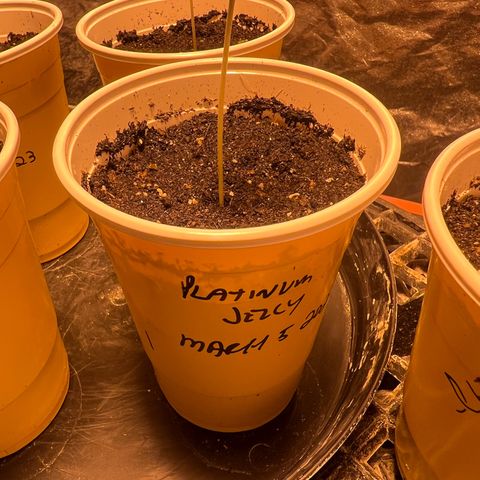 Platinum Jelly growlog photo: 10:45AM