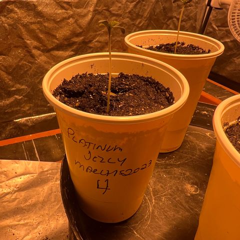 Platinum Jelly growlog photo: 10:45AM