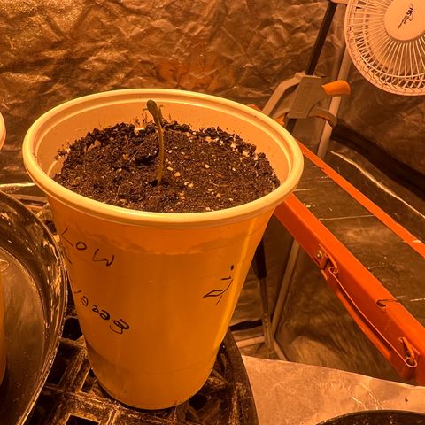 Dwarf Low Flyer growlog photo: It’s still going! I think she will be ok. 