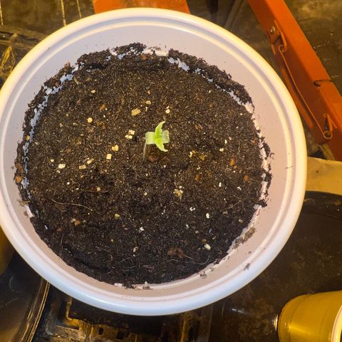 Dwarf Low Flyer growlog photo: Awwwwe 😊